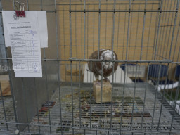 XIV Concurso Exposición de Palomas de Raza en Mula 2024